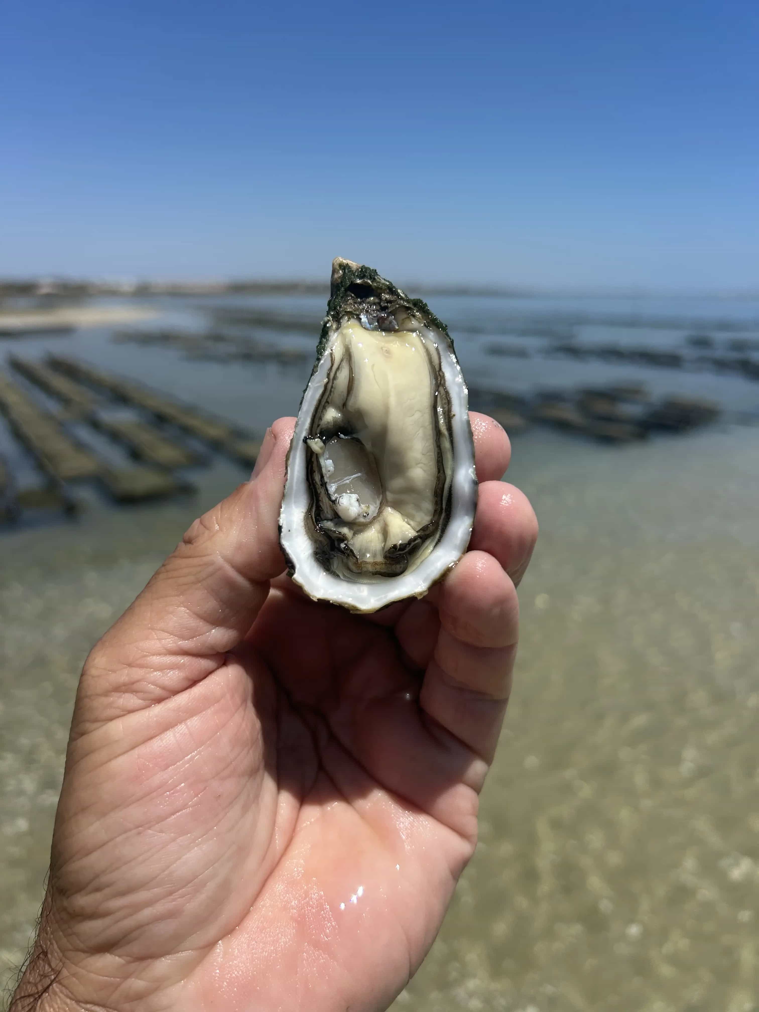 Our premium oysters, ready to be enjoyed.